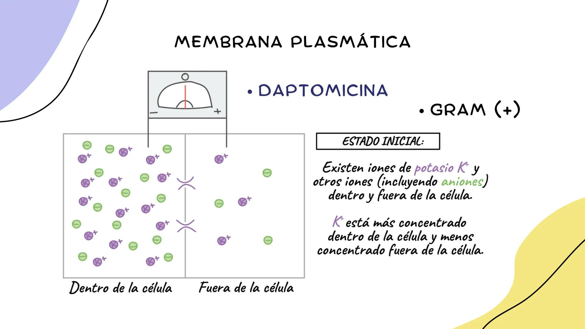 ANTIMICROBIANOS # LA ERA MODERNA DE LOS
ANTIBIÓTICOS (1899)
RUDOLF EMMERICH
OSCAR LÖW
PIOCIANASA
PSEUDOMONAS
AERUGINOSA
INFECCIÓN: QUEM