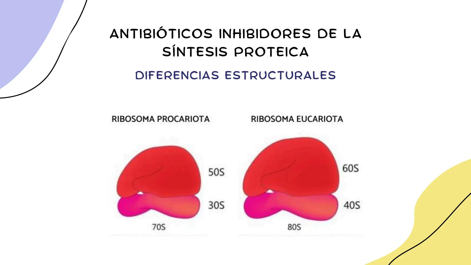 ANTIMICROBIANOS # LA ERA MODERNA DE LOS
ANTIBIÓTICOS (1899)
RUDOLF EMMERICH
OSCAR LÖW
PIOCIANASA
PSEUDOMONAS
AERUGINOSA
INFECCIÓN: QUEM