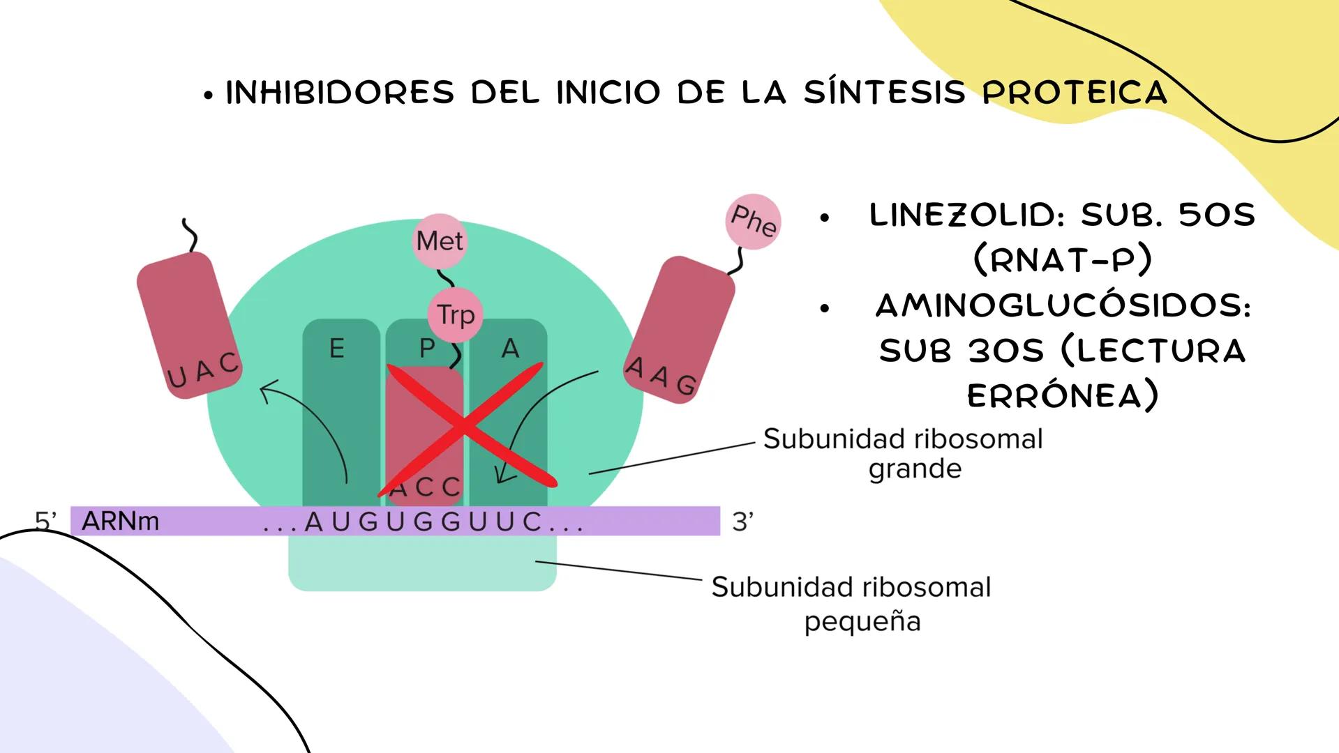 ANTIMICROBIANOS # LA ERA MODERNA DE LOS
ANTIBIÓTICOS (1899)
RUDOLF EMMERICH
OSCAR LÖW
PIOCIANASA
PSEUDOMONAS
AERUGINOSA
INFECCIÓN: QUEM