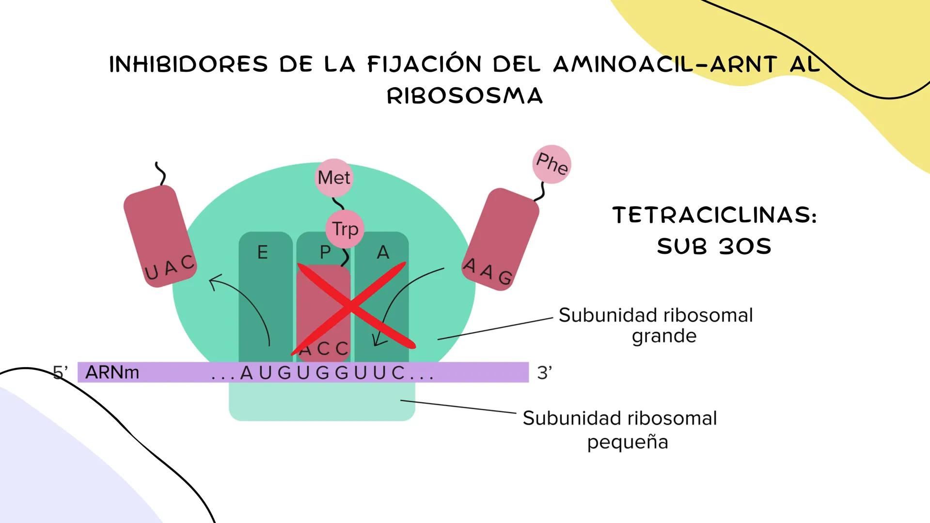 ANTIMICROBIANOS # LA ERA MODERNA DE LOS
ANTIBIÓTICOS (1899)
RUDOLF EMMERICH
OSCAR LÖW
PIOCIANASA
PSEUDOMONAS
AERUGINOSA
INFECCIÓN: QUEM