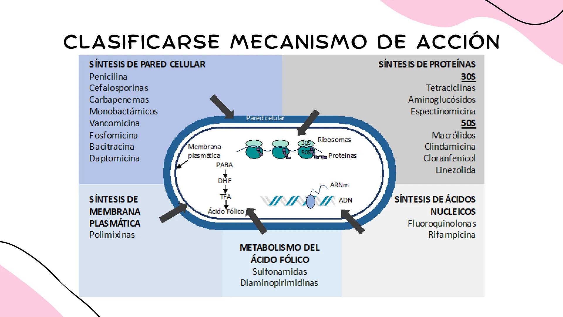 ANTIMICROBIANOS # LA ERA MODERNA DE LOS
ANTIBIÓTICOS (1899)
RUDOLF EMMERICH
OSCAR LÖW
PIOCIANASA
PSEUDOMONAS
AERUGINOSA
INFECCIÓN: QUEM