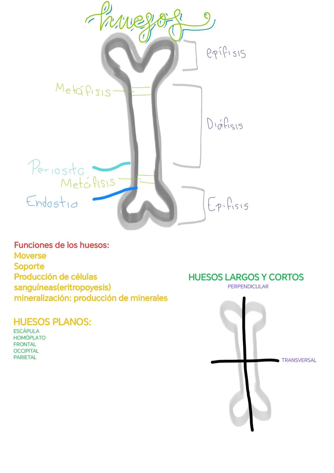 hueso
epifisis
Metáfisis
Periosito fis
Metáfisis
Endostio
Diáfisis
Epifisis
Funciones de los huesos:
Moverse
Soporte
Producción de cé