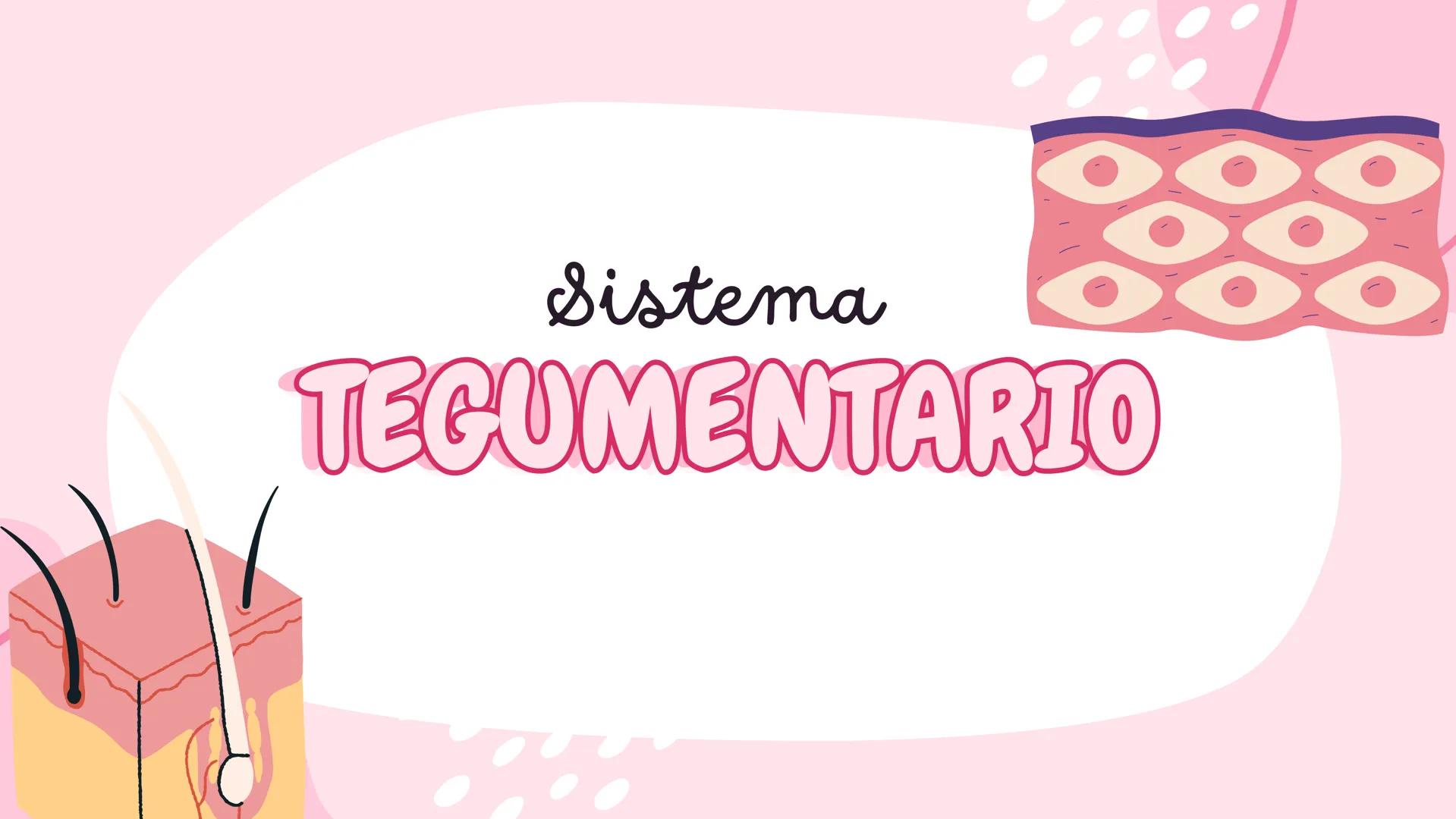 Sistema
TEGUMENTARIO # CIENCIAS DE LA SALUD
!! # ¿QUÉ ES EL SISTEMA TEGUMENTARIO?
El sistema tegumentario está compuesto por la piel,
el c