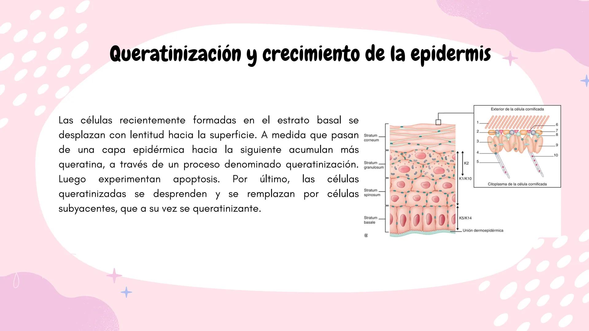 Sistema
TEGUMENTARIO # CIENCIAS DE LA SALUD
!! # ¿QUÉ ES EL SISTEMA TEGUMENTARIO?
El sistema tegumentario está compuesto por la piel,
el c