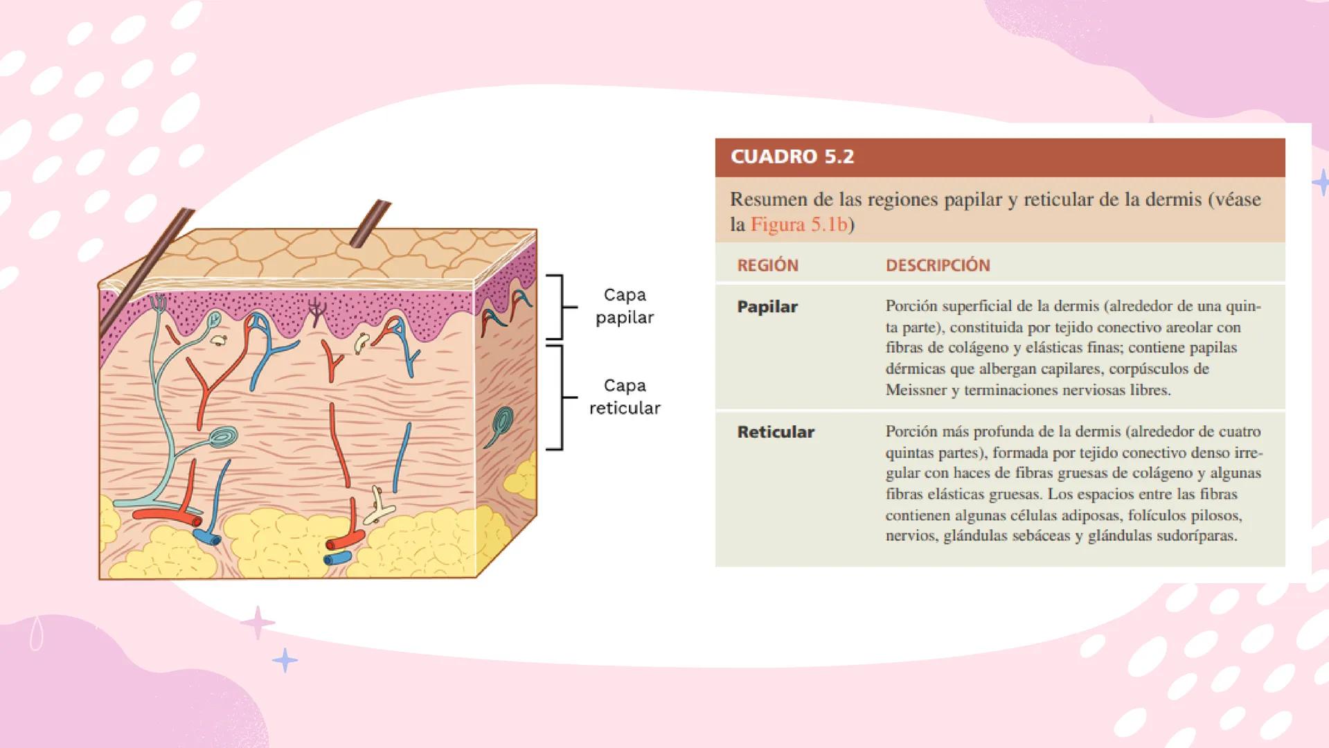 Sistema
TEGUMENTARIO # CIENCIAS DE LA SALUD
!! # ¿QUÉ ES EL SISTEMA TEGUMENTARIO?
El sistema tegumentario está compuesto por la piel,
el c