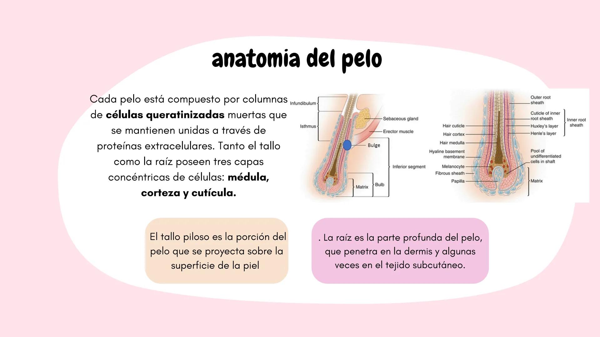 Sistema
TEGUMENTARIO # CIENCIAS DE LA SALUD
!! # ¿QUÉ ES EL SISTEMA TEGUMENTARIO?
El sistema tegumentario está compuesto por la piel,
el c