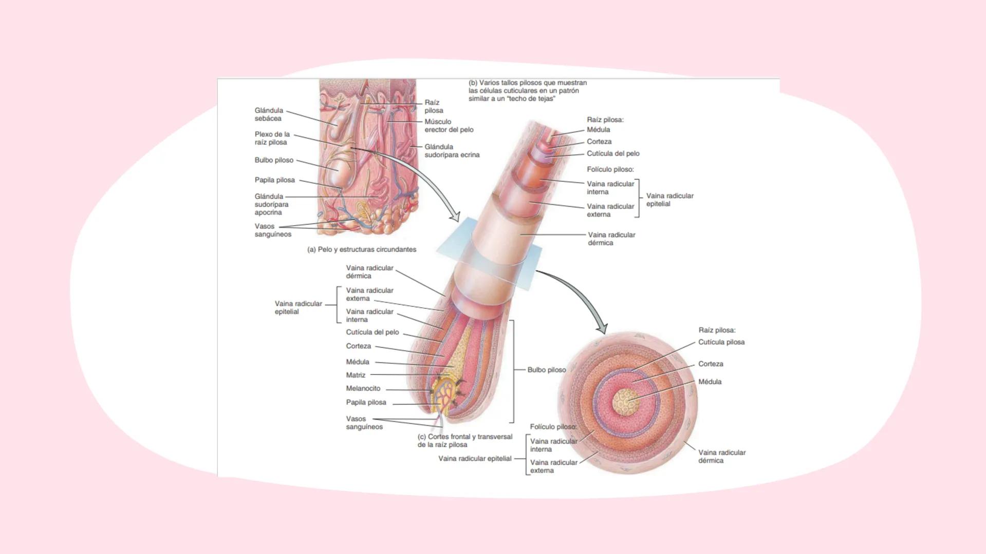 Sistema
TEGUMENTARIO # CIENCIAS DE LA SALUD
!! # ¿QUÉ ES EL SISTEMA TEGUMENTARIO?
El sistema tegumentario está compuesto por la piel,
el c