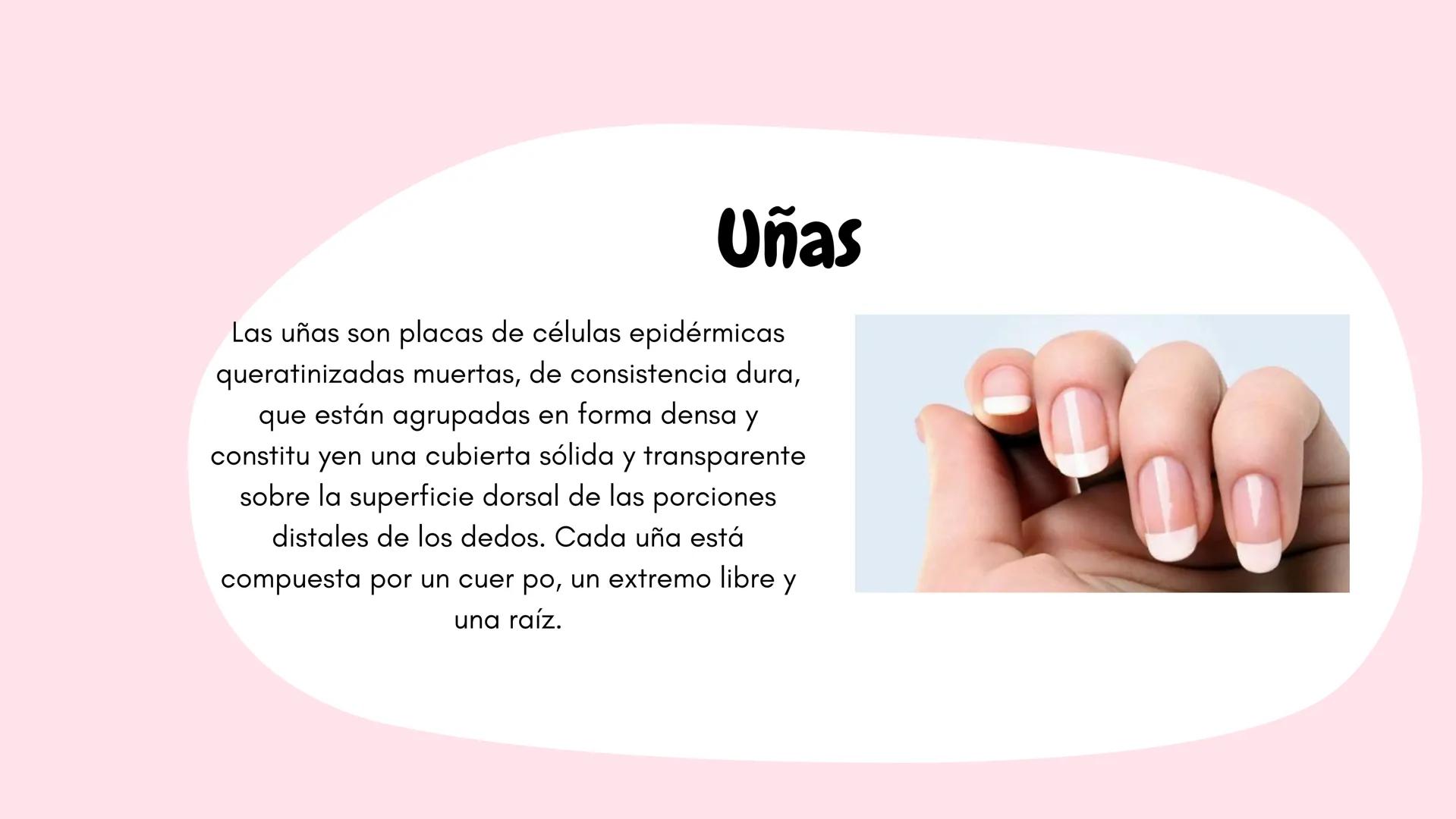 Sistema
TEGUMENTARIO # CIENCIAS DE LA SALUD
!! # ¿QUÉ ES EL SISTEMA TEGUMENTARIO?
El sistema tegumentario está compuesto por la piel,
el c