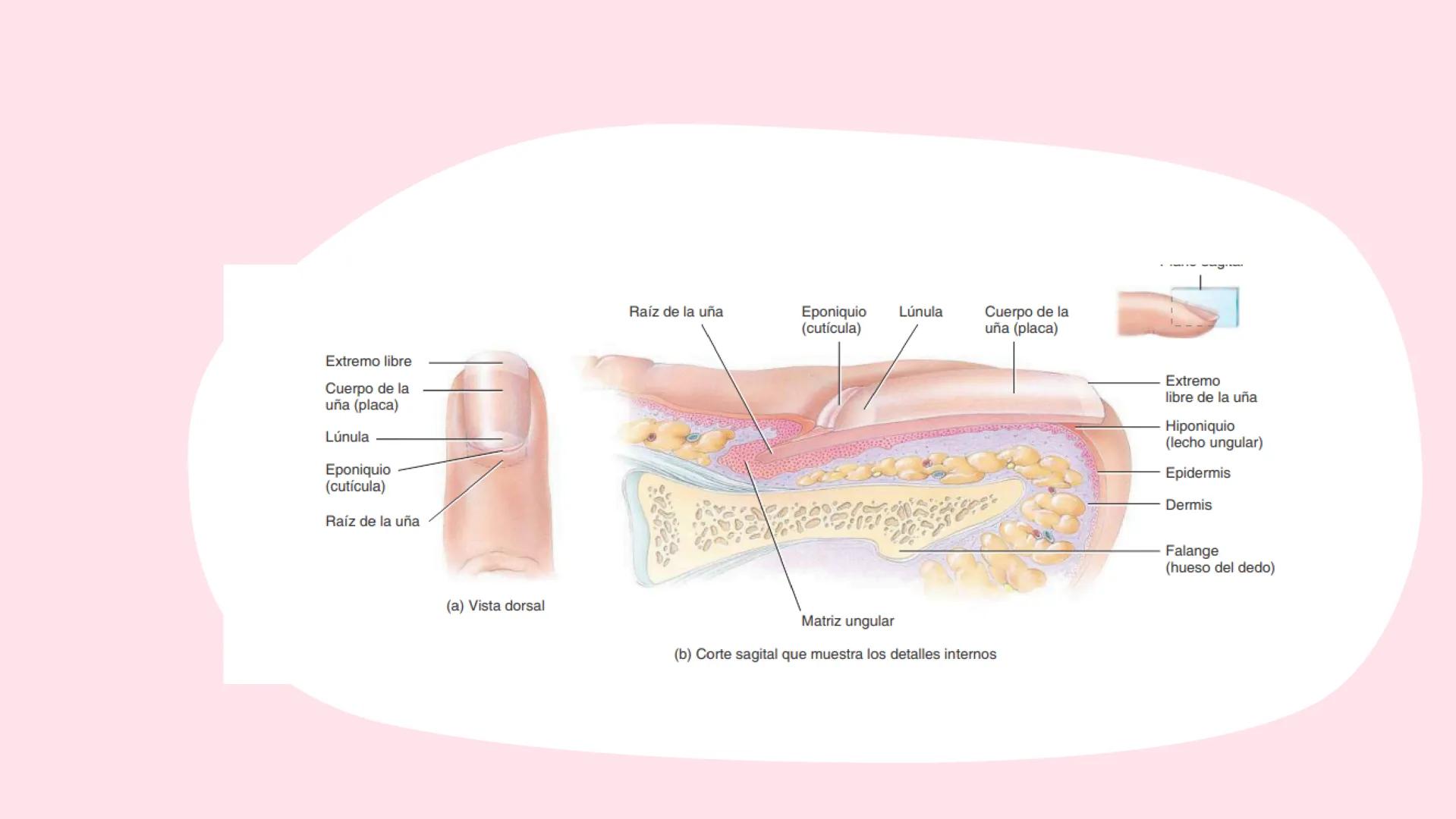 Sistema
TEGUMENTARIO # CIENCIAS DE LA SALUD
!! # ¿QUÉ ES EL SISTEMA TEGUMENTARIO?
El sistema tegumentario está compuesto por la piel,
el c
