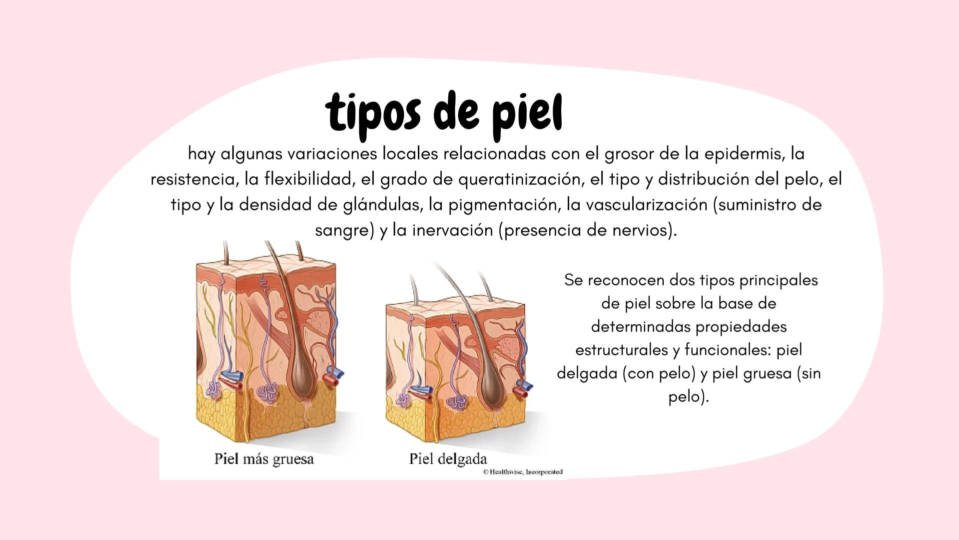 Sistema
TEGUMENTARIO # CIENCIAS DE LA SALUD
!! # ¿QUÉ ES EL SISTEMA TEGUMENTARIO?
El sistema tegumentario está compuesto por la piel,
el c