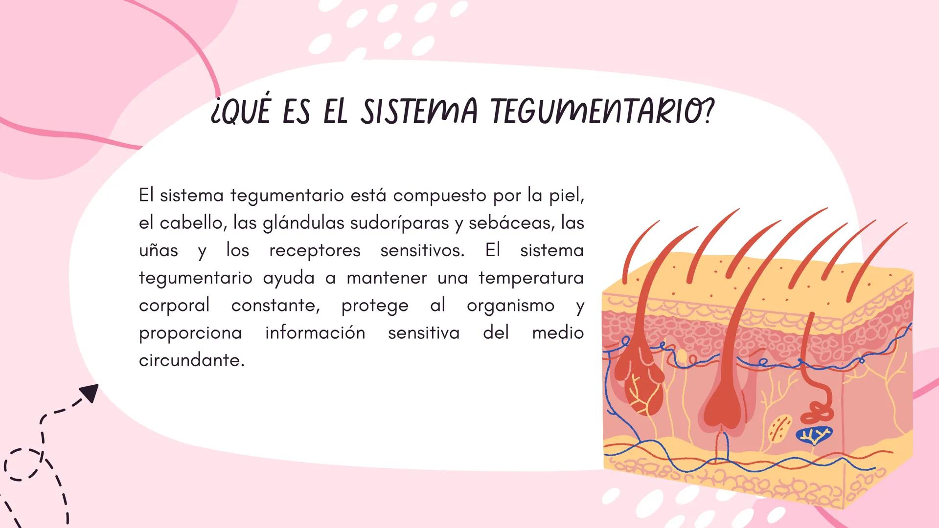 Sistema
TEGUMENTARIO # CIENCIAS DE LA SALUD
!! # ¿QUÉ ES EL SISTEMA TEGUMENTARIO?
El sistema tegumentario está compuesto por la piel,
el c
