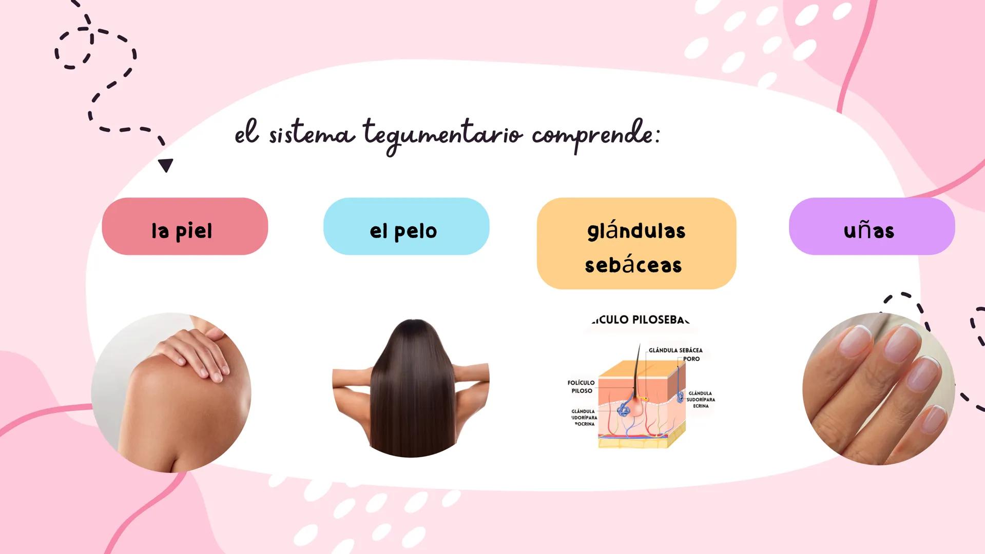 Sistema
TEGUMENTARIO # CIENCIAS DE LA SALUD
!! # ¿QUÉ ES EL SISTEMA TEGUMENTARIO?
El sistema tegumentario está compuesto por la piel,
el c