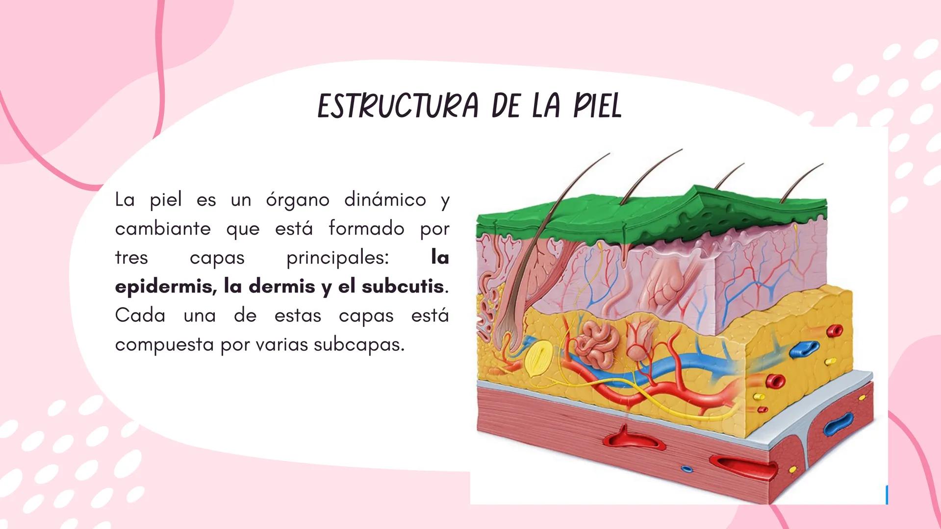 Sistema
TEGUMENTARIO # CIENCIAS DE LA SALUD
!! # ¿QUÉ ES EL SISTEMA TEGUMENTARIO?
El sistema tegumentario está compuesto por la piel,
el c