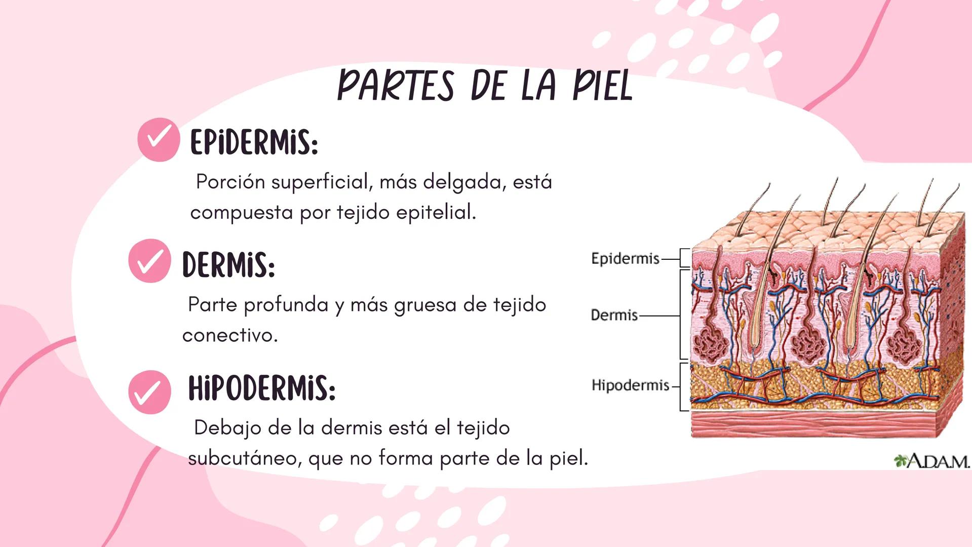 Sistema
TEGUMENTARIO # CIENCIAS DE LA SALUD
!! # ¿QUÉ ES EL SISTEMA TEGUMENTARIO?
El sistema tegumentario está compuesto por la piel,
el c