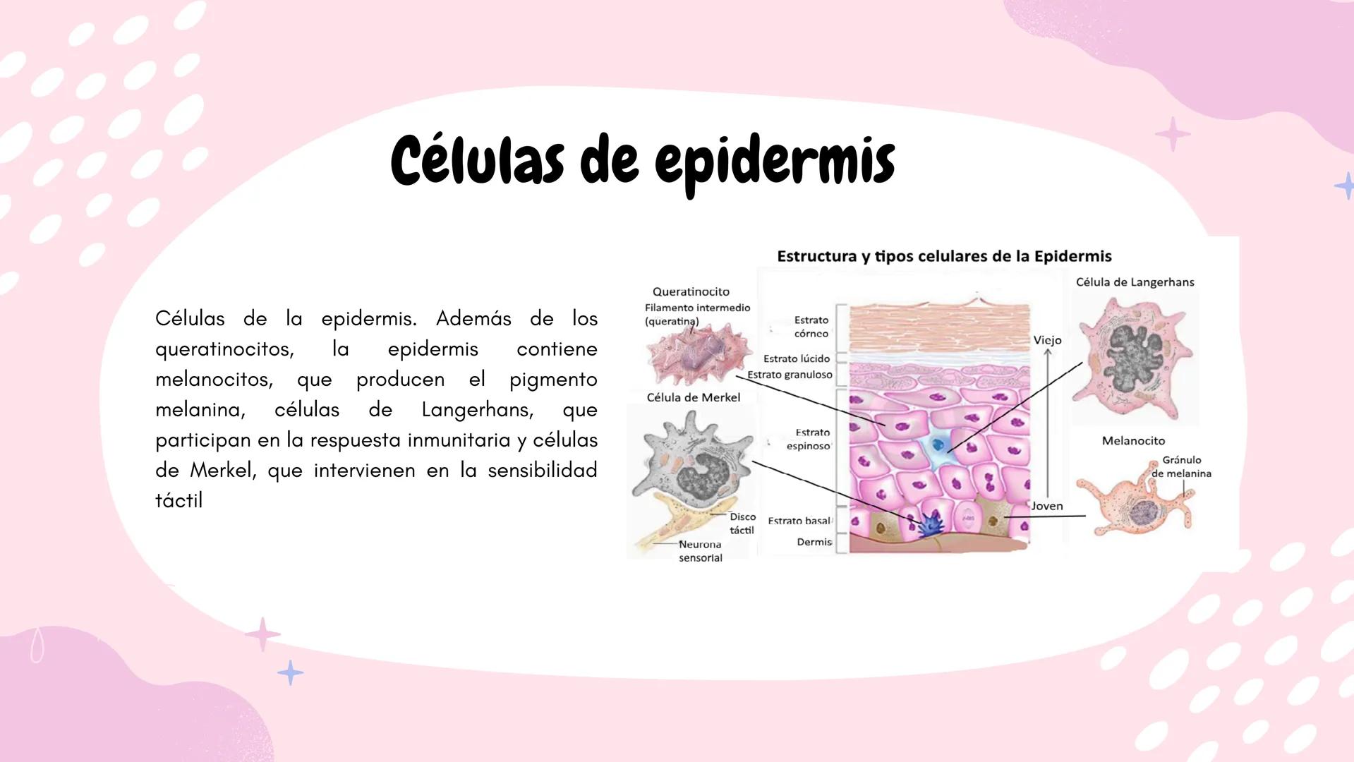 Sistema
TEGUMENTARIO # CIENCIAS DE LA SALUD
!! # ¿QUÉ ES EL SISTEMA TEGUMENTARIO?
El sistema tegumentario está compuesto por la piel,
el c