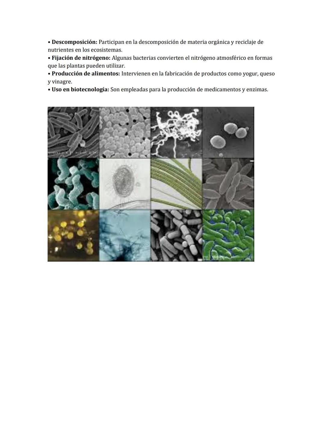 # Bacterias en Ciencias Naturales
Las bacterias son organismos unicelulares, microscópicos, y procariotas que habitan
en una gran variedad