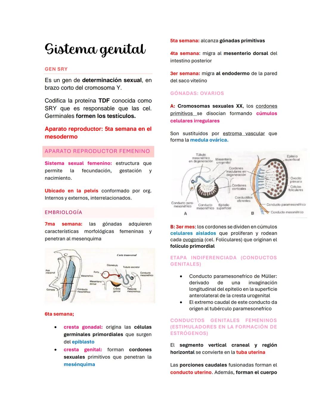 del útero, cérvix, y segmento superior de la
vagina
REGULACIÓN MOLECULAR DESARROLLO
CONDUCTO GENITAL
- WANT es el gen de la determinación