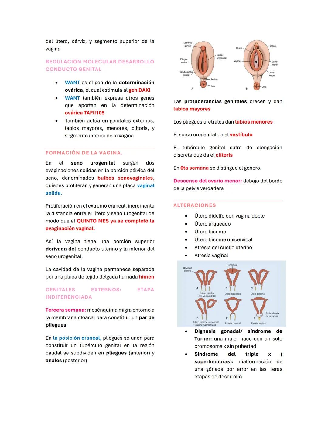 del útero, cérvix, y segmento superior de la
vagina
REGULACIÓN MOLECULAR DESARROLLO
CONDUCTO GENITAL
- WANT es el gen de la determinación