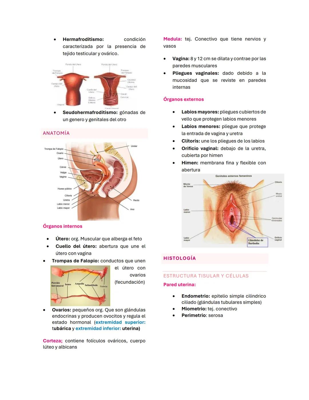 del útero, cérvix, y segmento superior de la
vagina
REGULACIÓN MOLECULAR DESARROLLO
CONDUCTO GENITAL
- WANT es el gen de la determinación