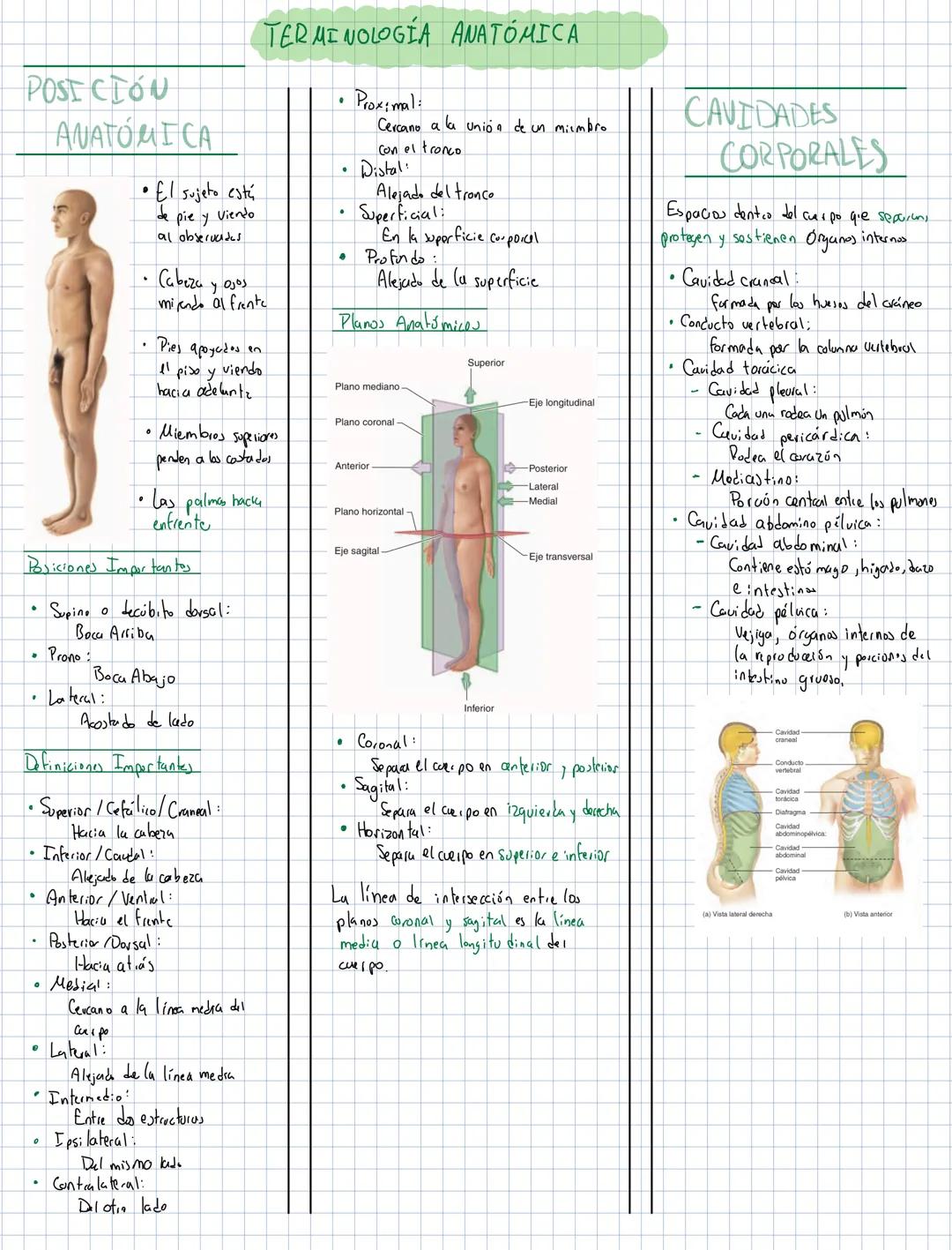 # TERMINOLOGÍA ANATÓMICA
POSICIÓN
ANATOMICA
• El sujeto está
de pie y viendo
al observades
• Cabeza y ojos
miendo al frente
• Pies apoya