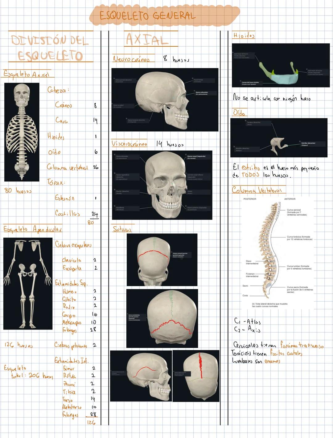 # TERMINOLOGÍA ANATÓMICA
POSICIÓN
ANATOMICA
• El sujeto está
de pie y viendo
al observades
• Cabeza y ojos
miendo al frente
• Pies apoya