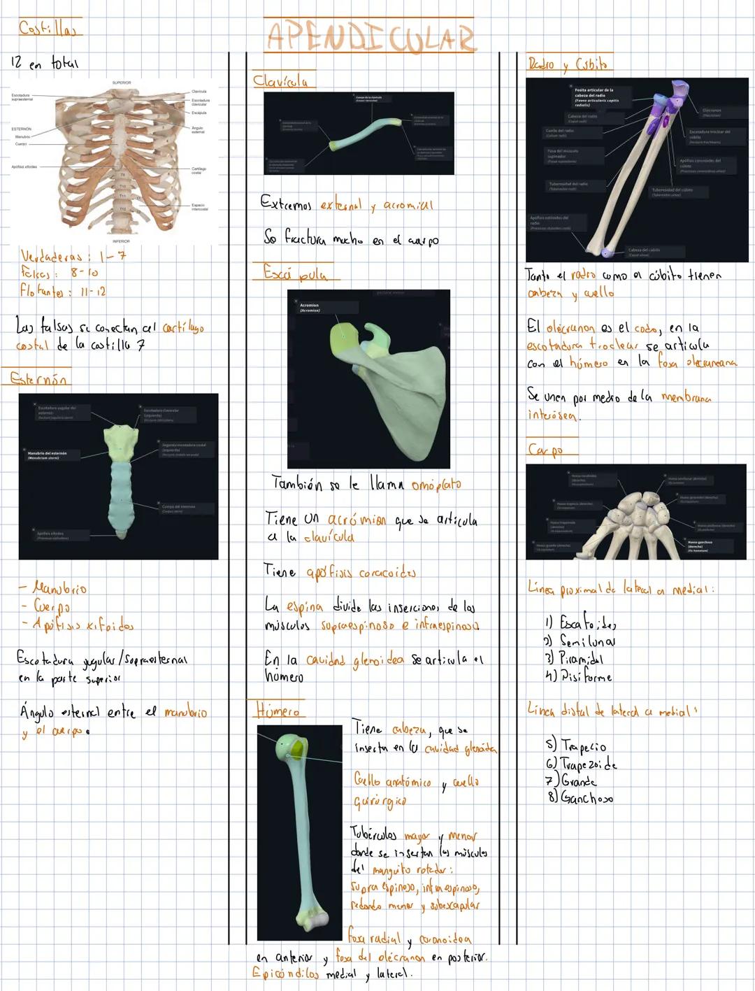 # TERMINOLOGÍA ANATÓMICA
POSICIÓN
ANATOMICA
• El sujeto está
de pie y viendo
al observades
• Cabeza y ojos
miendo al frente
• Pies apoya