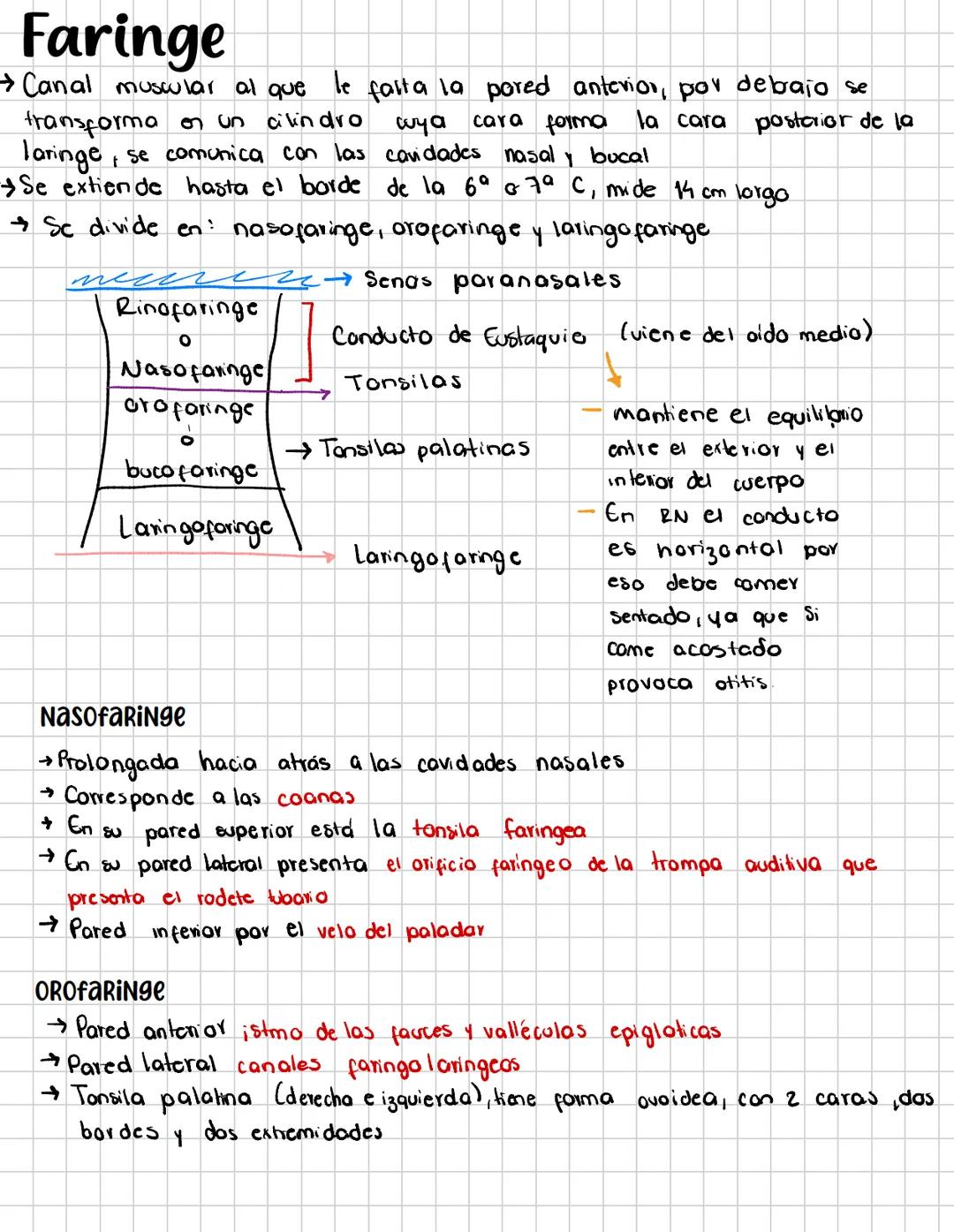 # Faringe
→Canal muscular al que le falta la pored anterior, por debajo se
transforma on un cilindro wya cara forma la cara posterior de la