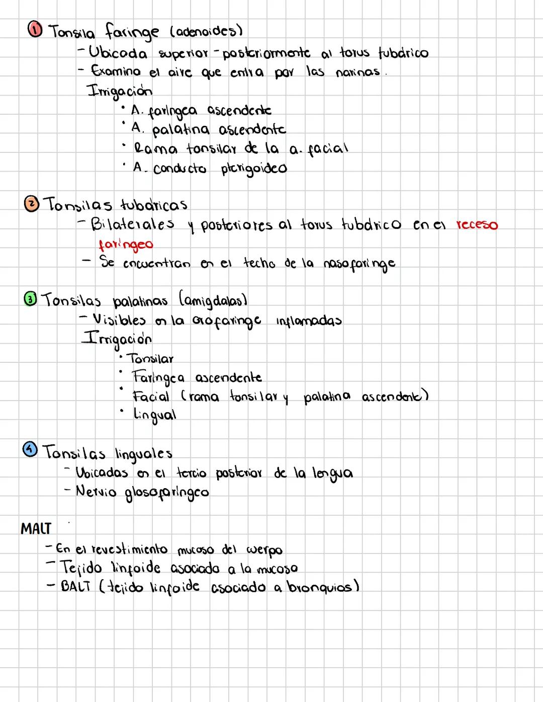 # Faringe
→Canal muscular al que le falta la pored anterior, por debajo se
transforma on un cilindro wya cara forma la cara posterior de la