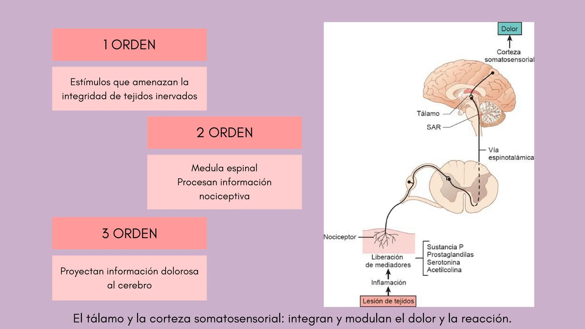 # INFLAMACIÓN,
# DOLOR Y FIEBRE # INFLAMACIÓN
Respuesta de los tejidos vascularizados a las infecciones y al daño tisular, que hace
que las