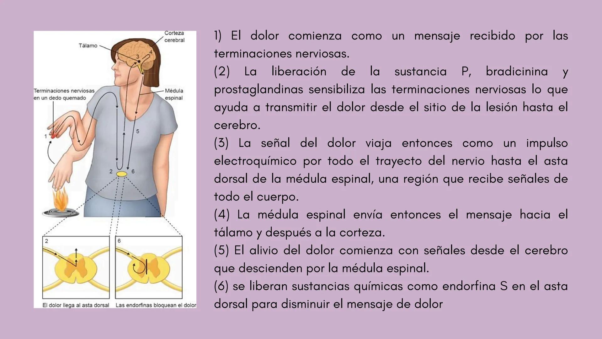 # INFLAMACIÓN,
# DOLOR Y FIEBRE # INFLAMACIÓN
Respuesta de los tejidos vascularizados a las infecciones y al daño tisular, que hace
que las