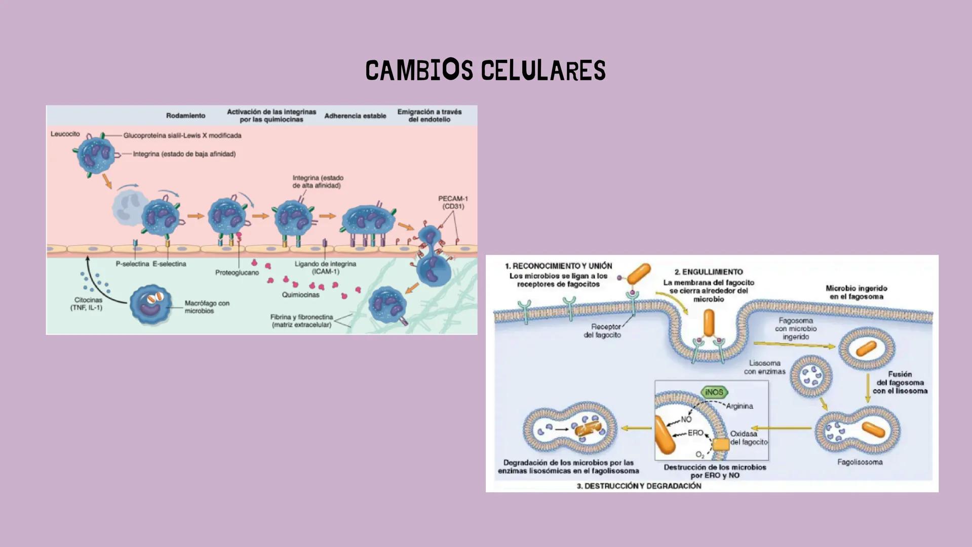 # INFLAMACIÓN,
# DOLOR Y FIEBRE # INFLAMACIÓN
Respuesta de los tejidos vascularizados a las infecciones y al daño tisular, que hace
que las