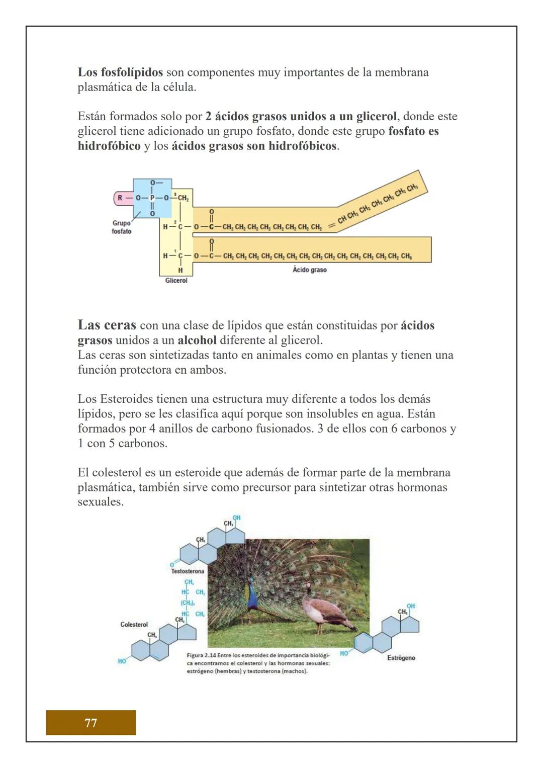 1.2 ESTRUCTURA ATÓMICA
1.2.1 CONCEPTOS DE ÁTOMOS, PROTÓN, NEUTRÓN,
NÚMERO ATÓMICO Y MASA ATÓMICA
Electrón
Protón
Neutrón
El Átomo es la unid