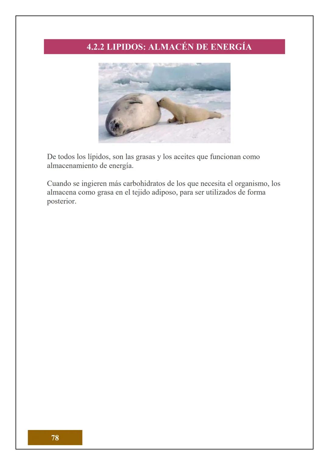 1.2 ESTRUCTURA ATÓMICA
1.2.1 CONCEPTOS DE ÁTOMOS, PROTÓN, NEUTRÓN,
NÚMERO ATÓMICO Y MASA ATÓMICA
Electrón
Protón
Neutrón
El Átomo es la unid