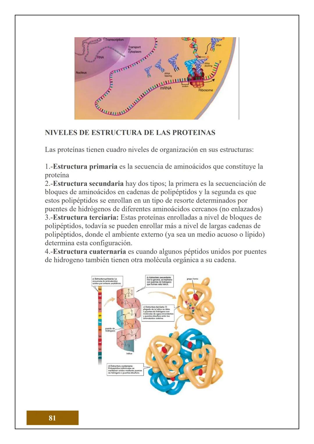 1.2 ESTRUCTURA ATÓMICA
1.2.1 CONCEPTOS DE ÁTOMOS, PROTÓN, NEUTRÓN,
NÚMERO ATÓMICO Y MASA ATÓMICA
Electrón
Protón
Neutrón
El Átomo es la unid