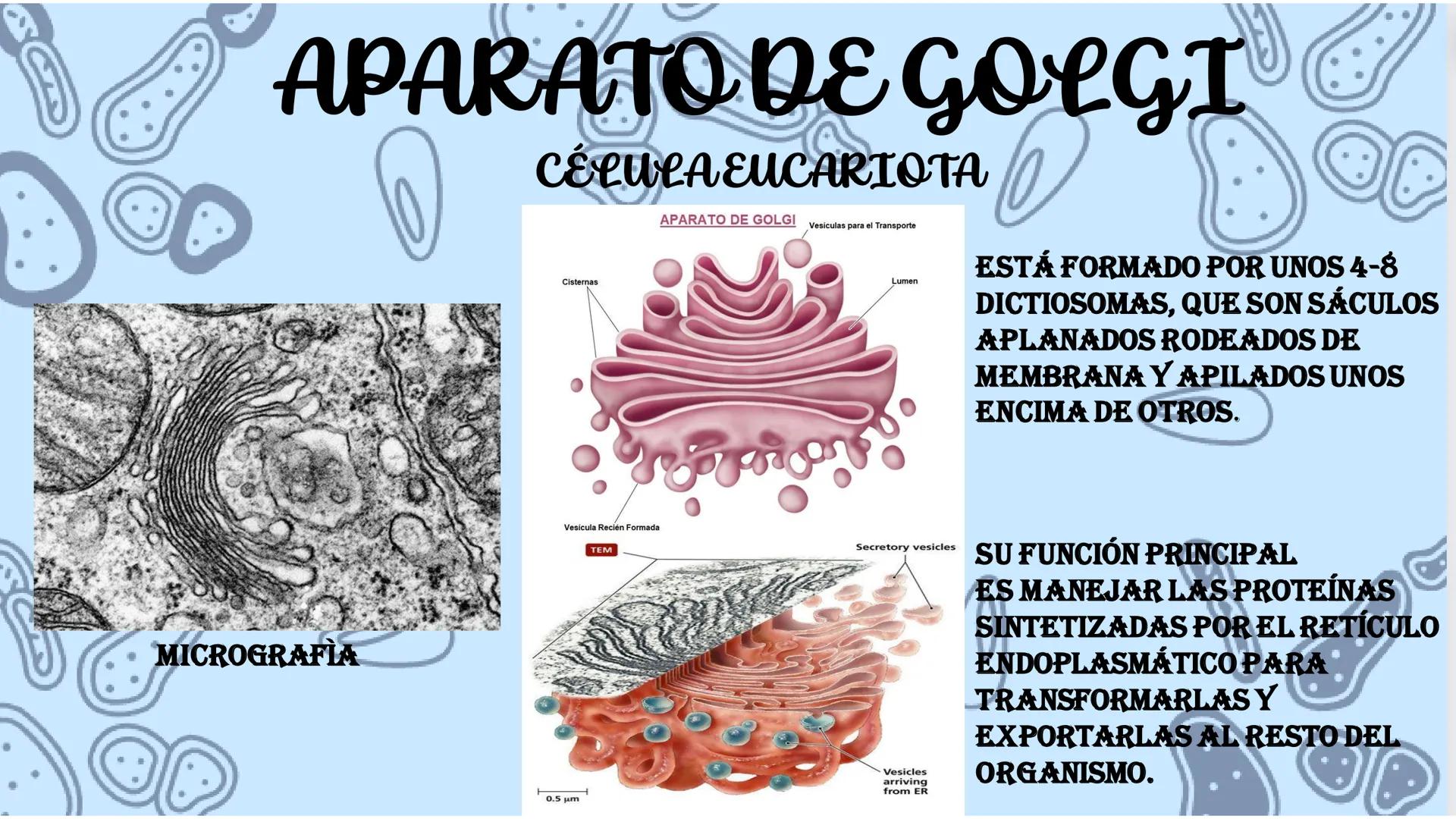 # APARATO DE GOLGI
CÉLULA EUCARIOTA
MICROGRAFIA
Cisternas
APARATO DE GOLGI
Vesiculas para el Transporte
Lumen
ESTÁ FORMADO POR UNOS 4
