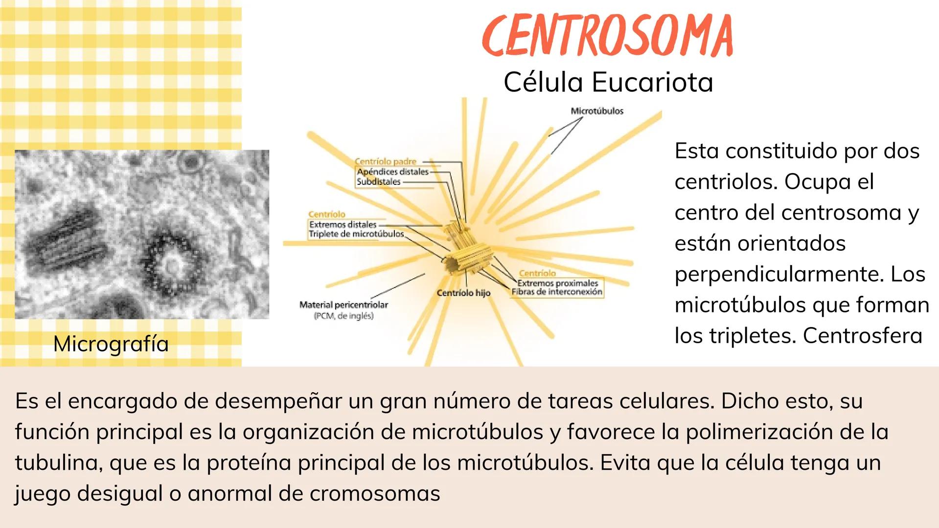 Micrografía
Centriolo padre
Apéndices distales-
Subdistales
Centriolo
Extremos distales
Triplete de microtúbulos,
Material pericentriolar