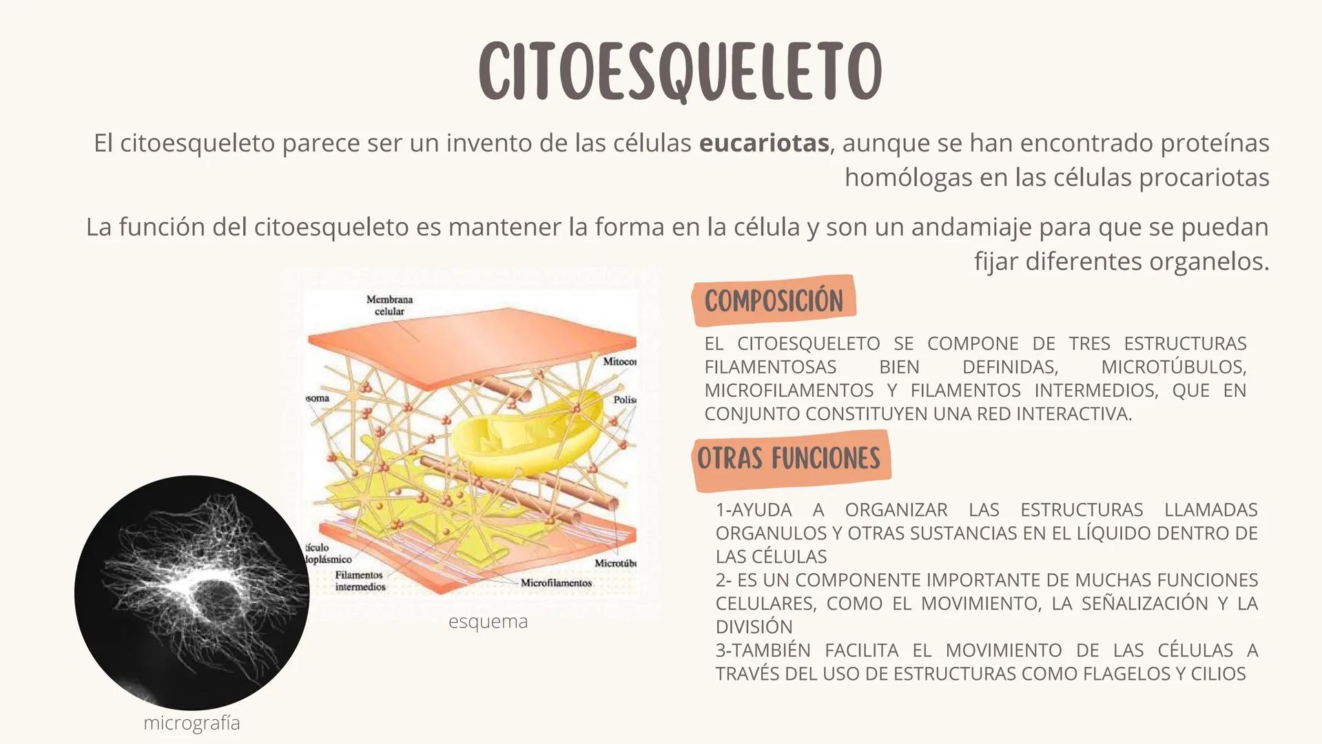 CITOESQUELETO
El citoesqueleto parece ser un invento de las células eucariotas, aunque se han encontrado proteínas
homólogas en las células