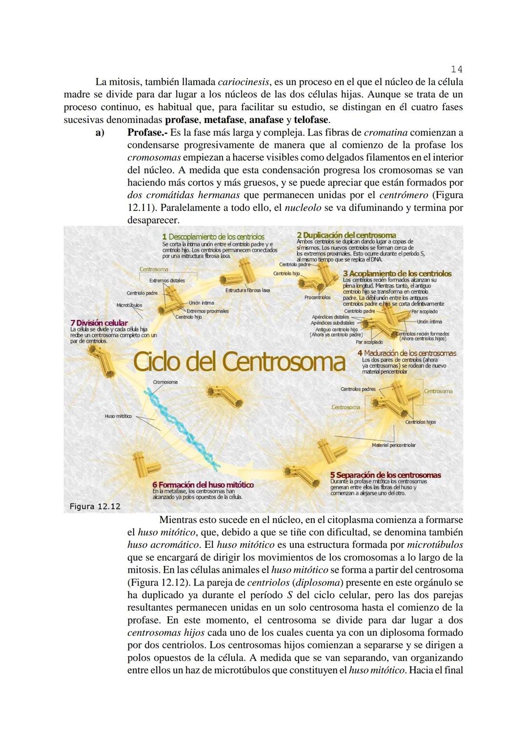 # 1
TEMA 12: FISIOLOGÍA CELULAR.
La célula, en tanto que unidad funcional de los seres vivos, está capacitada para llevar a
cabo las funci