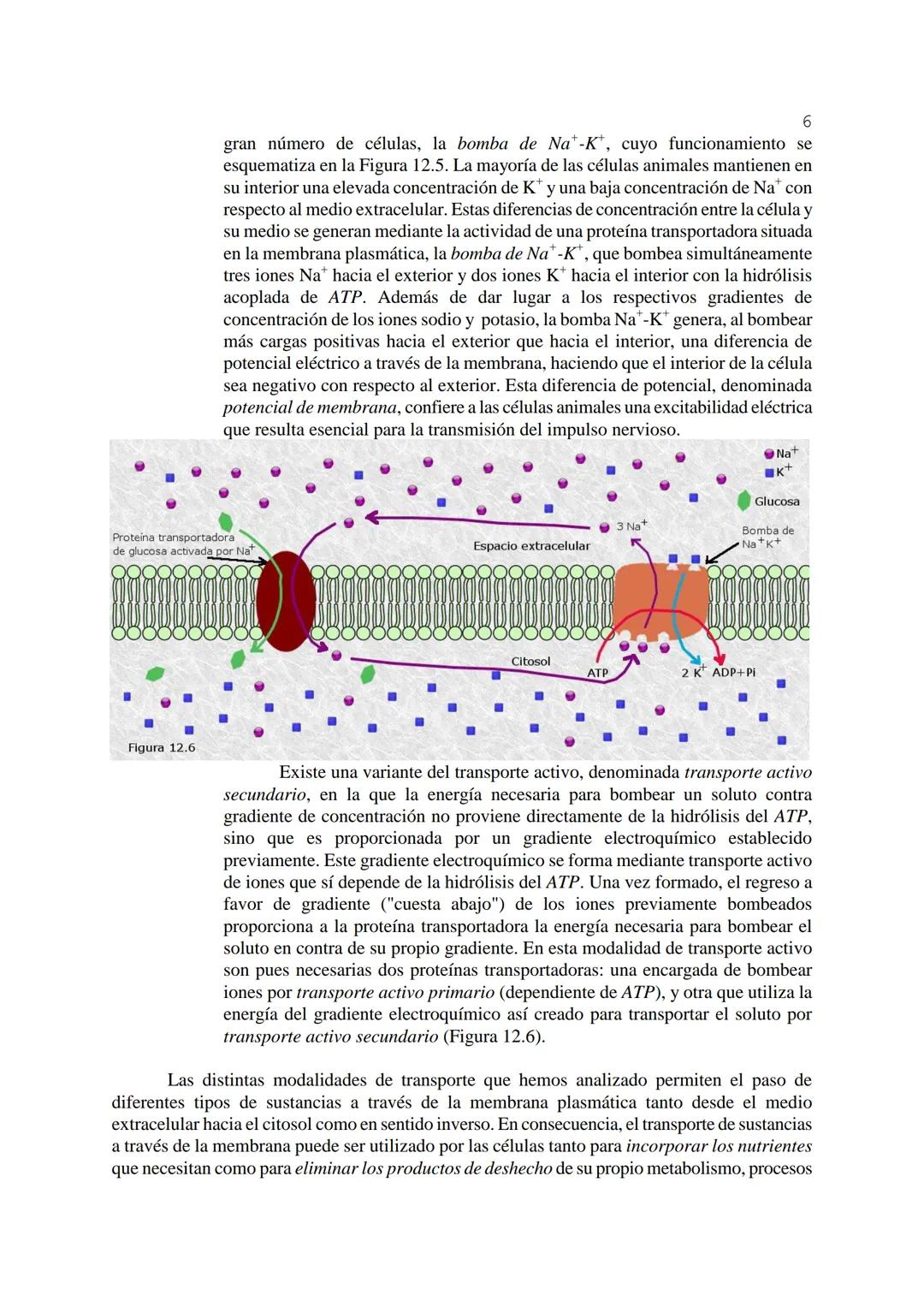 # 1
TEMA 12: FISIOLOGÍA CELULAR.
La célula, en tanto que unidad funcional de los seres vivos, está capacitada para llevar a
cabo las funci