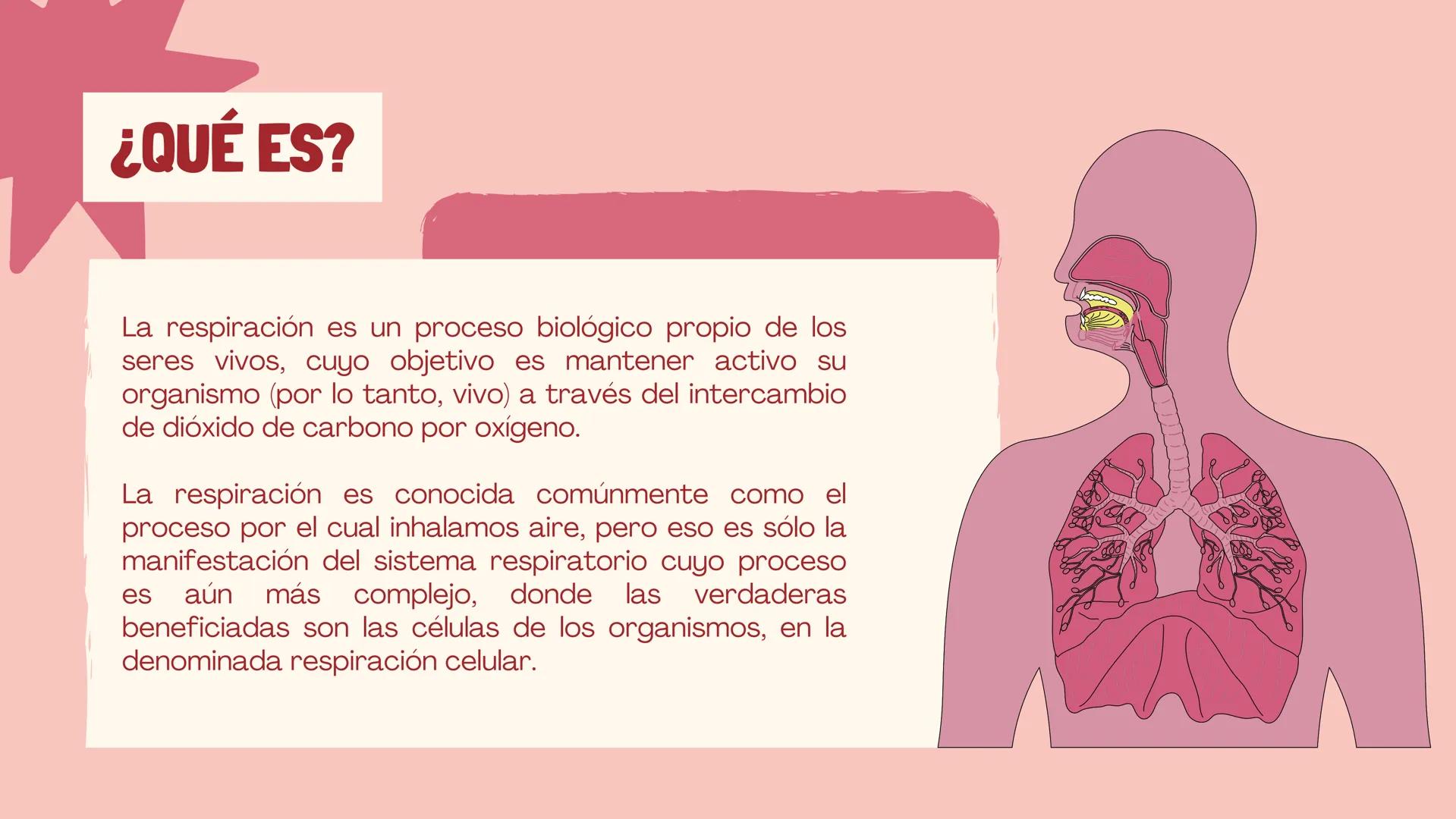 RESPIRACIÓN
Biologia ¿QUÉ ES?
La respiración es un proceso biológico propio de los
seres vivos, cuyo objetivo es mantener activo su
organism
