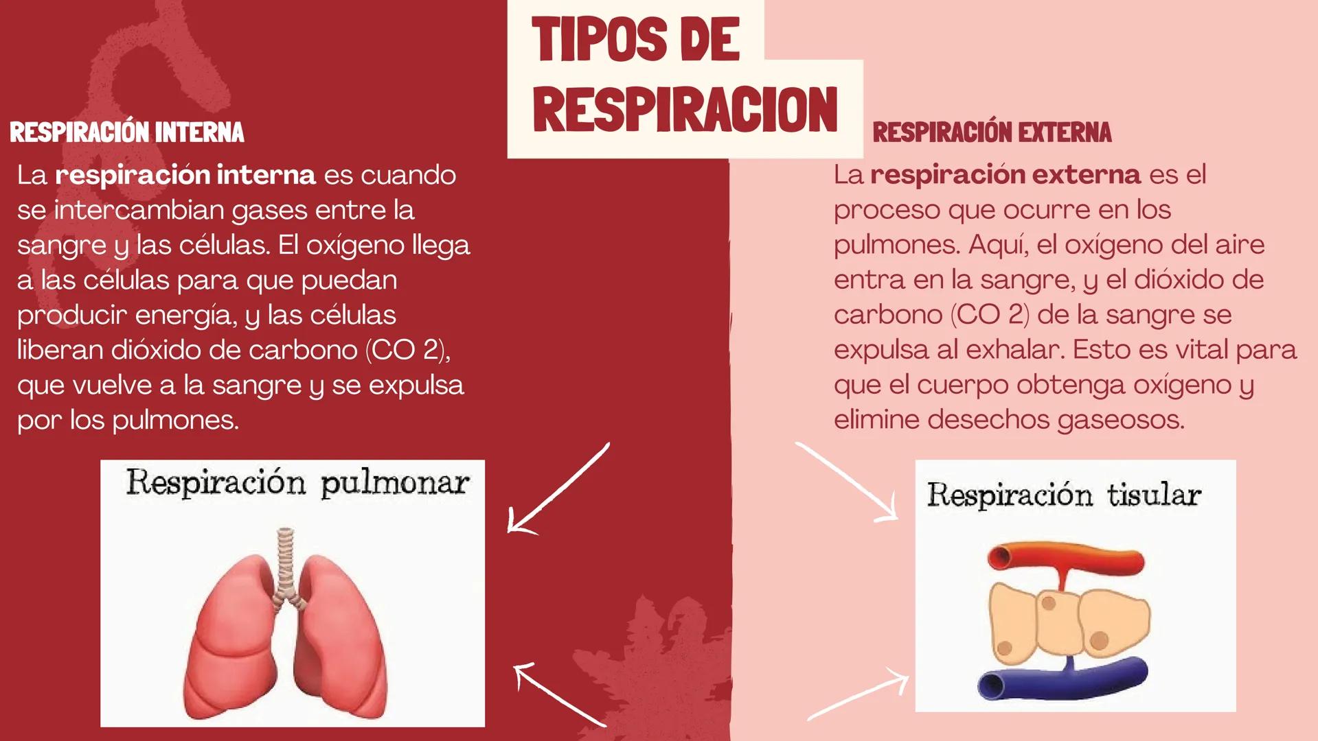 RESPIRACIÓN
Biologia ¿QUÉ ES?
La respiración es un proceso biológico propio de los
seres vivos, cuyo objetivo es mantener activo su
organism