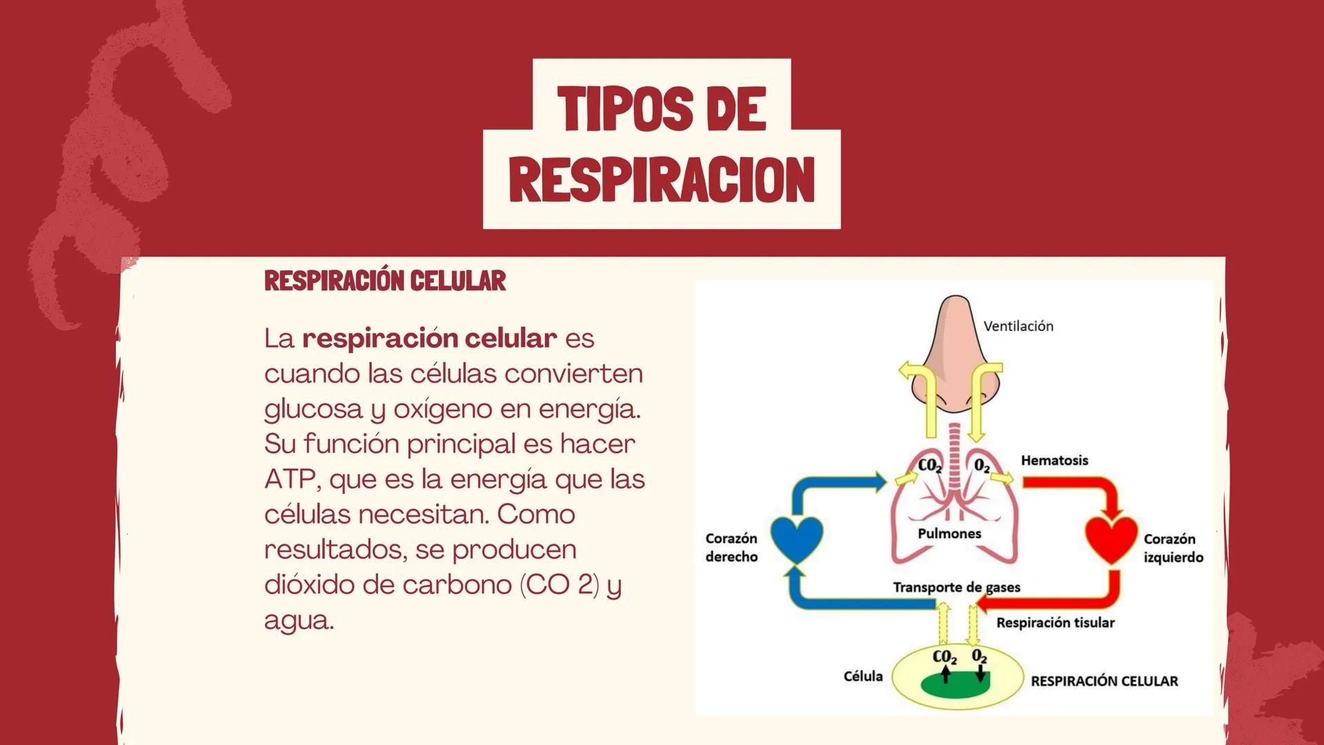 RESPIRACIÓN
Biologia ¿QUÉ ES?
La respiración es un proceso biológico propio de los
seres vivos, cuyo objetivo es mantener activo su
organism
