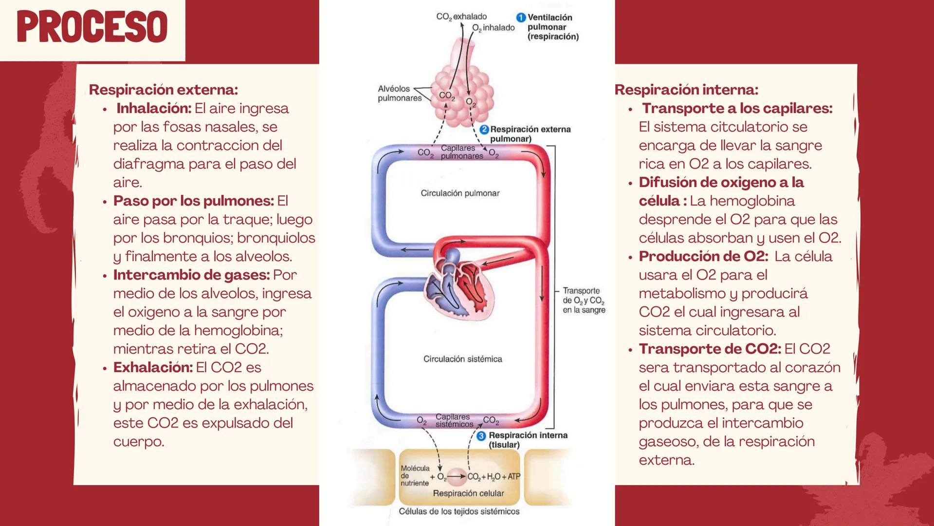 RESPIRACIÓN
Biologia ¿QUÉ ES?
La respiración es un proceso biológico propio de los
seres vivos, cuyo objetivo es mantener activo su
organism
