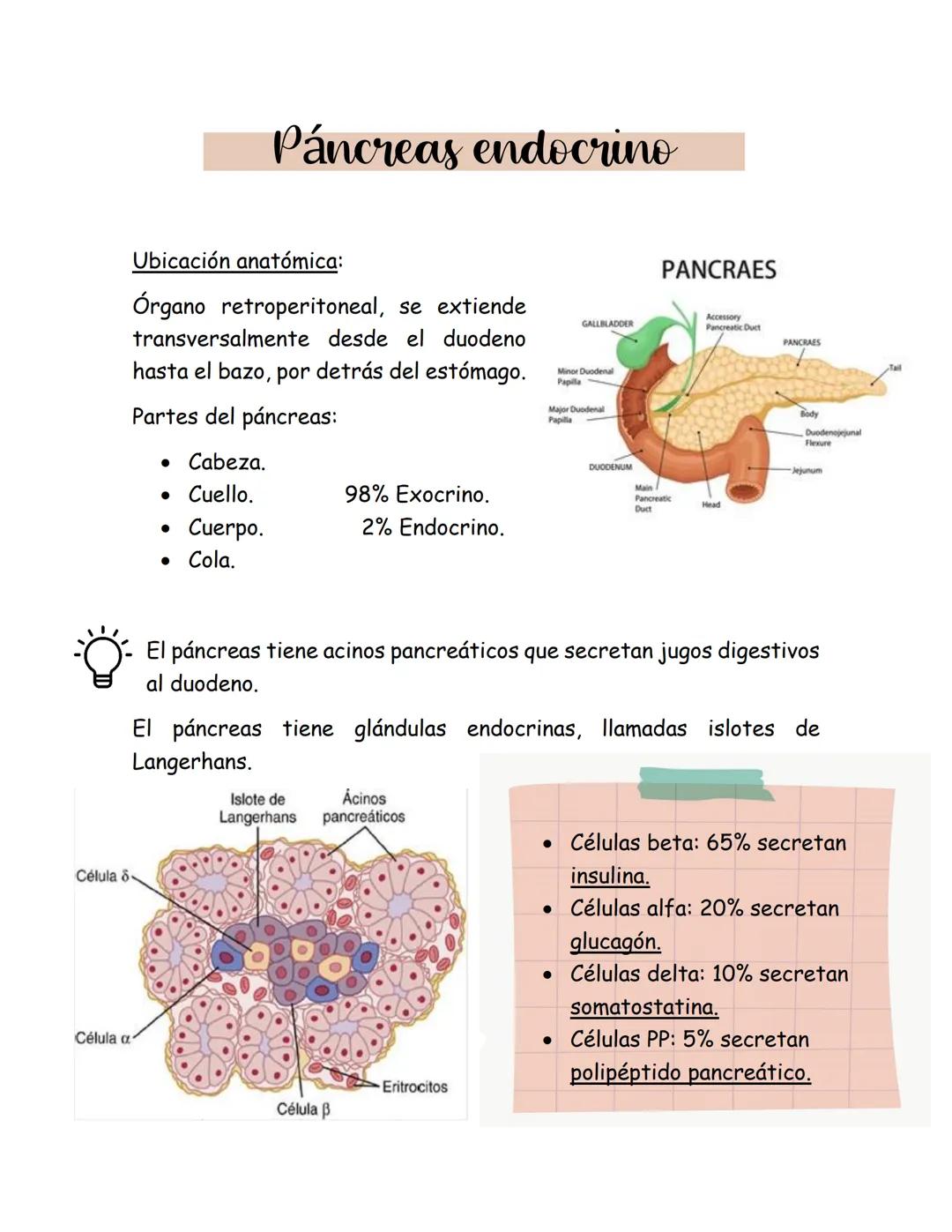 # Páncreas endocrino
Ubicación anatómica:
Órgano retroperitoneal, se extiende
transversalmente desde el duodeno
hasta el bazo, por detrás d