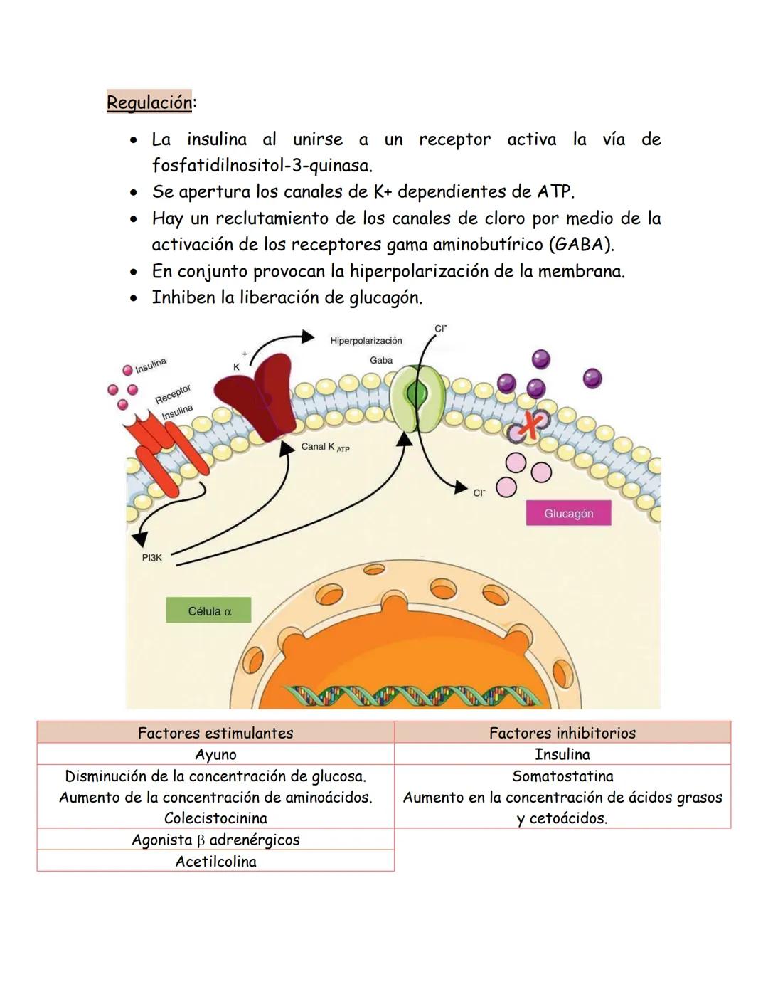 # Páncreas endocrino
Ubicación anatómica:
Órgano retroperitoneal, se extiende
transversalmente desde el duodeno
hasta el bazo, por detrás d