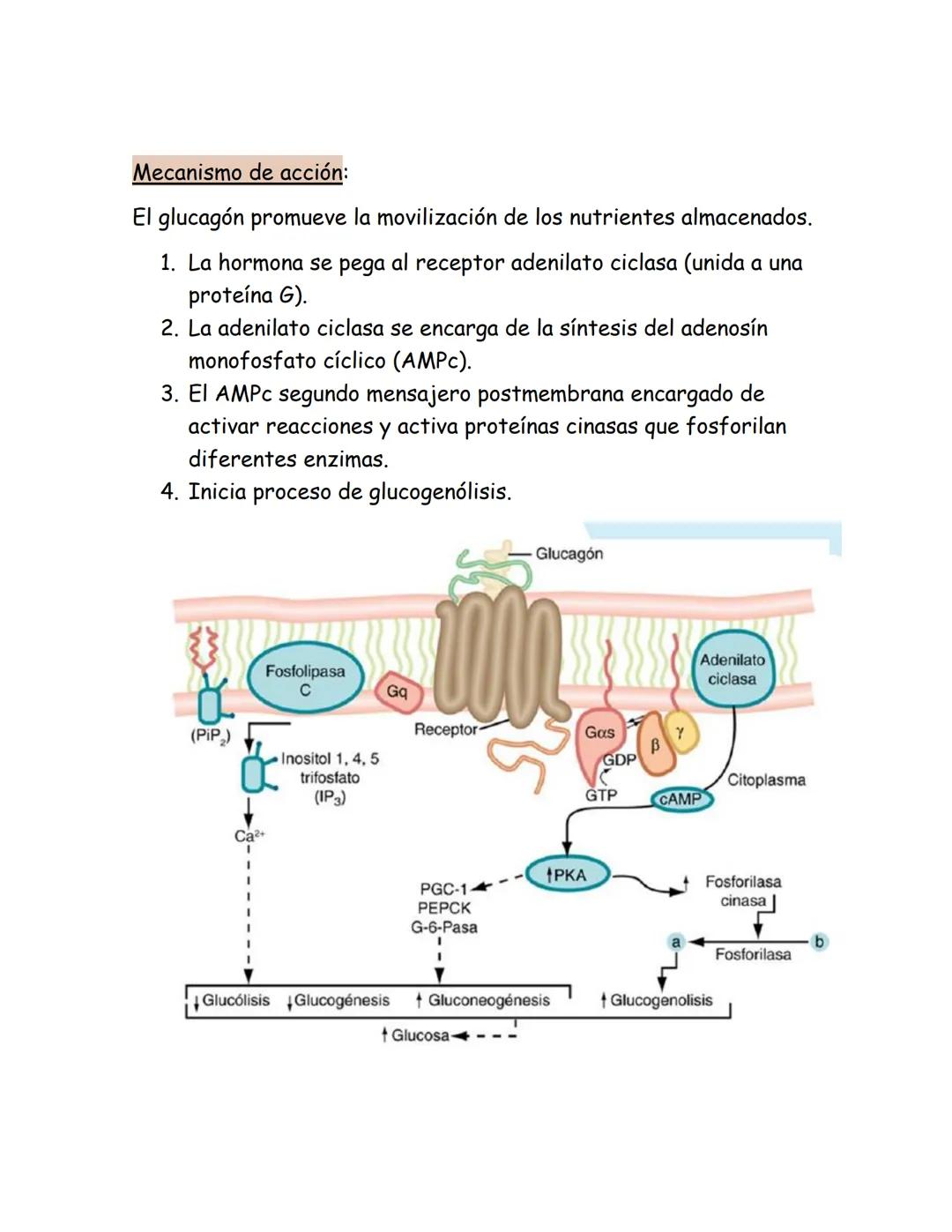# Páncreas endocrino
Ubicación anatómica:
Órgano retroperitoneal, se extiende
transversalmente desde el duodeno
hasta el bazo, por detrás d