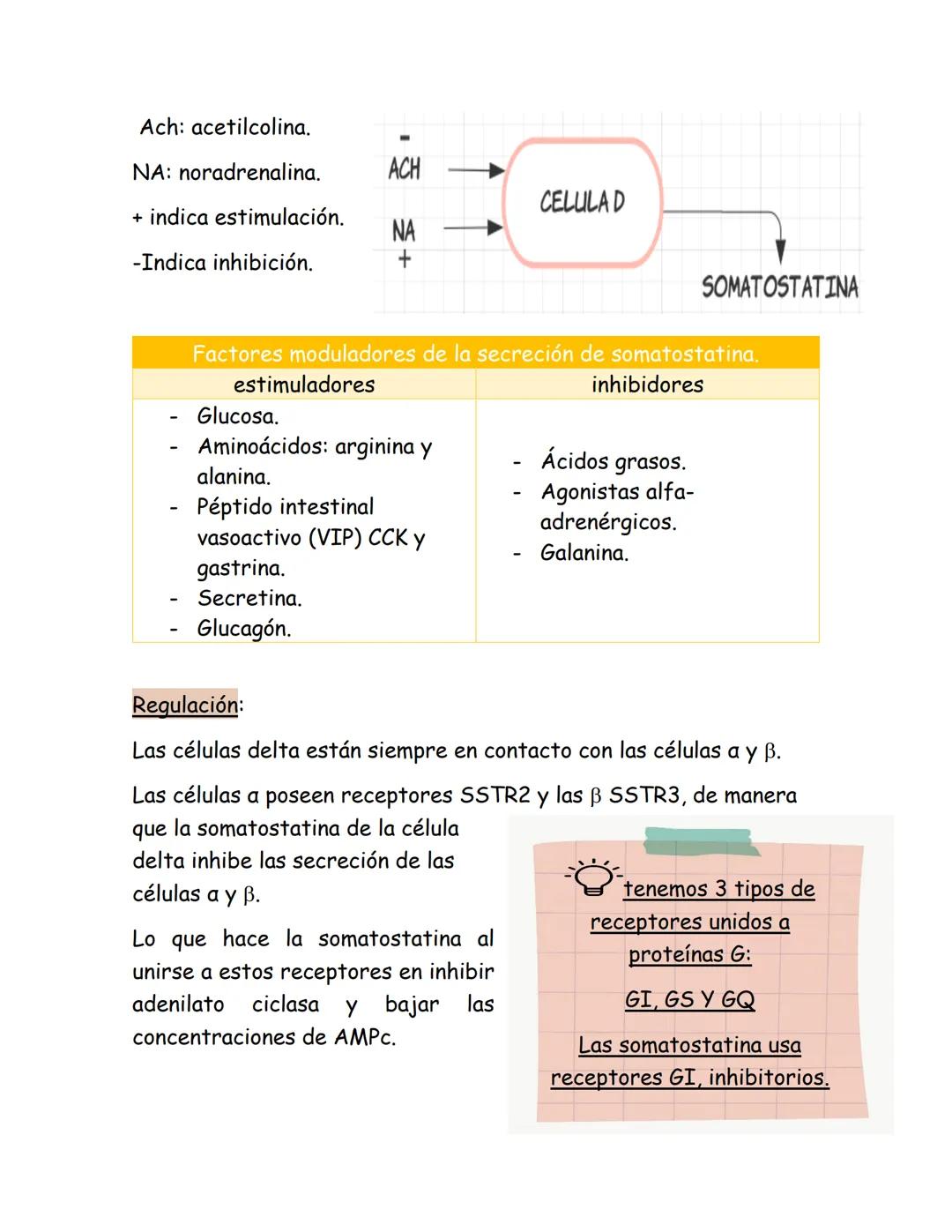 # Páncreas endocrino
Ubicación anatómica:
Órgano retroperitoneal, se extiende
transversalmente desde el duodeno
hasta el bazo, por detrás d