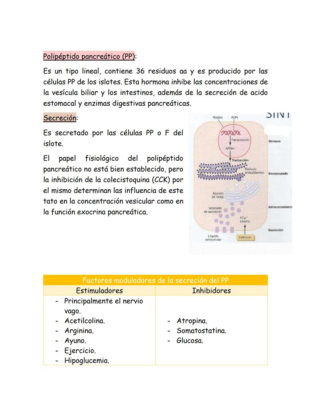# Páncreas endocrino
Ubicación anatómica:
Órgano retroperitoneal, se extiende
transversalmente desde el duodeno
hasta el bazo, por detrás d