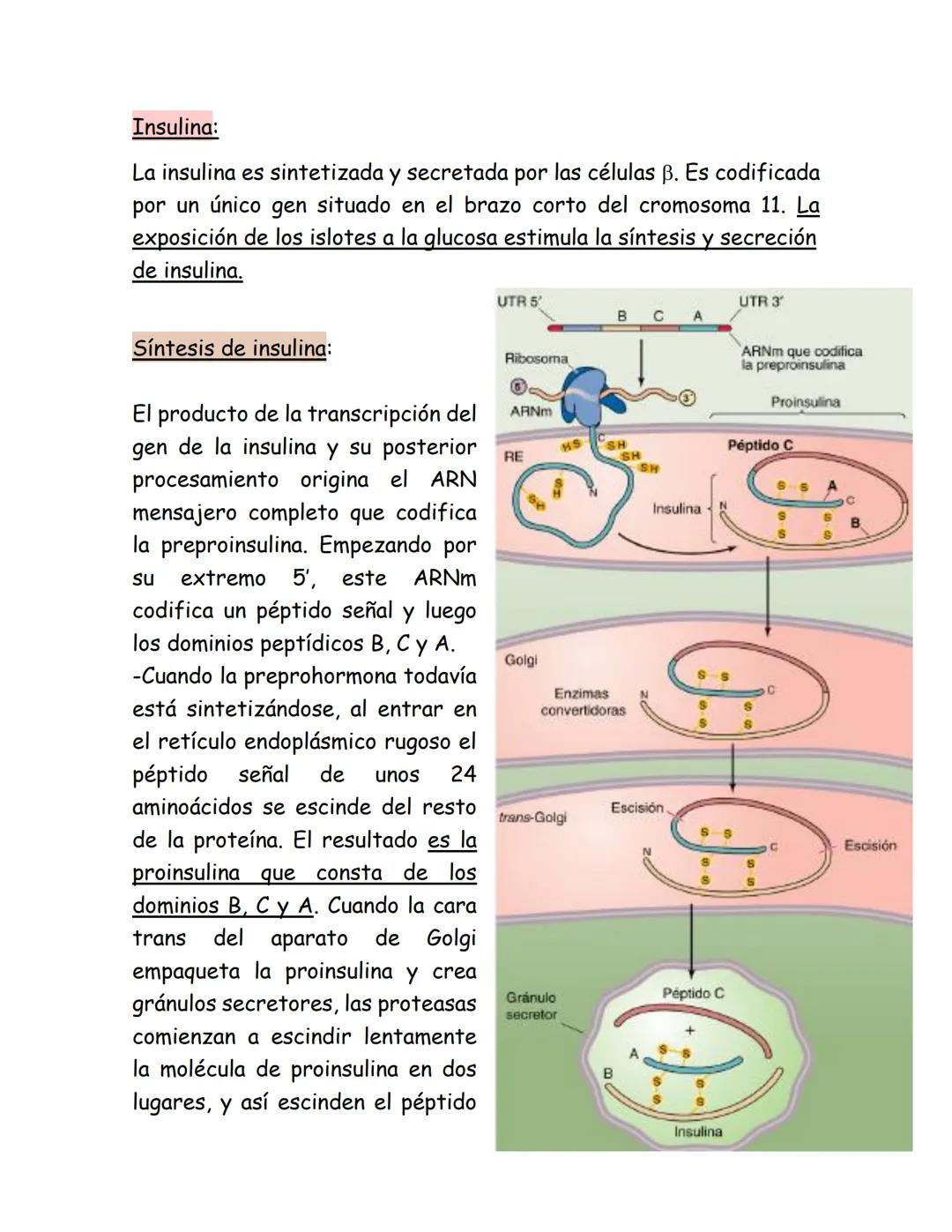 # Páncreas endocrino
Ubicación anatómica:
Órgano retroperitoneal, se extiende
transversalmente desde el duodeno
hasta el bazo, por detrás d