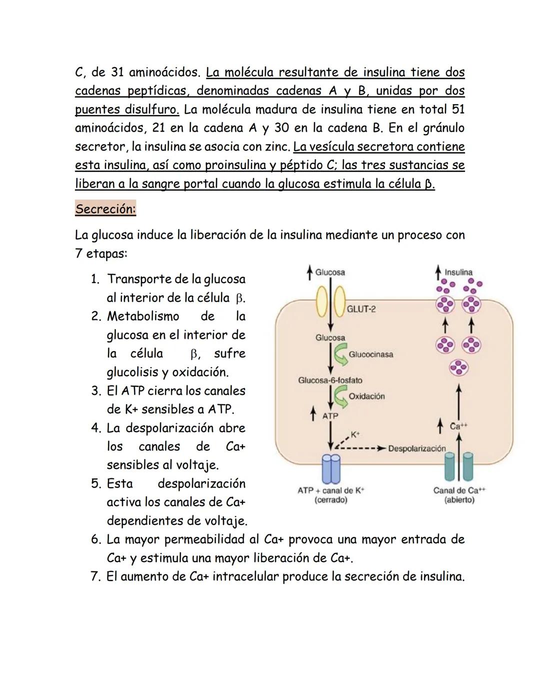 # Páncreas endocrino
Ubicación anatómica:
Órgano retroperitoneal, se extiende
transversalmente desde el duodeno
hasta el bazo, por detrás d